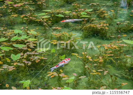 名もなき池《通称：モネの池》 （岐阜県関市板取） 115556747