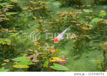 名もなき池《通称:モネの池》 (岐阜県関市板取) 名もなき池《通称:モネの池》 (岐阜県関市板取) 115556752