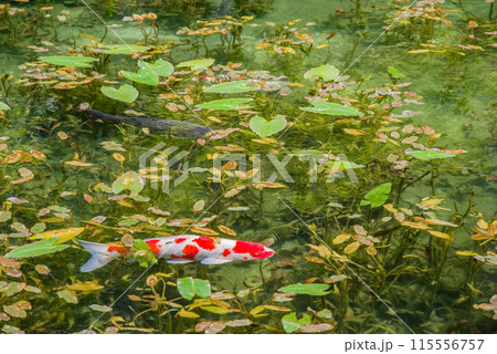 名もなき池《通称:モネの池》 (岐阜県関市板取) 名もなき池《通称:モネの池》 (岐阜県関市板取) 115556757