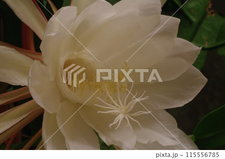 月下美人1 115556785