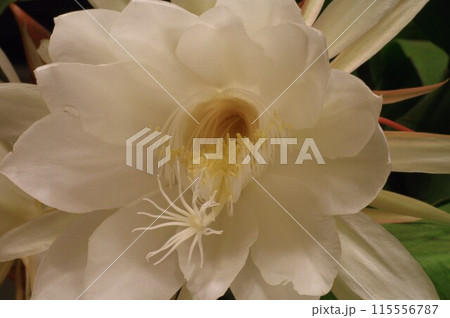 月下美人3 115556787