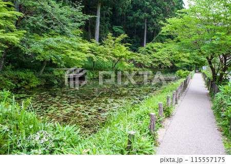 名もなき池《通称：モネの池》 （岐阜県関市板取） 115557175