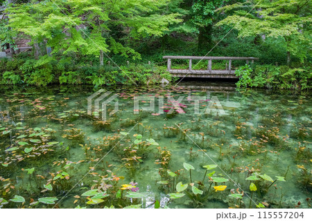 名もなき池《通称：モネの池》 （岐阜県関市板取） 115557204