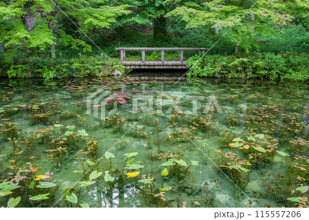 名もなき池《通称：モネの池》 （岐阜県関市板取） 115557206