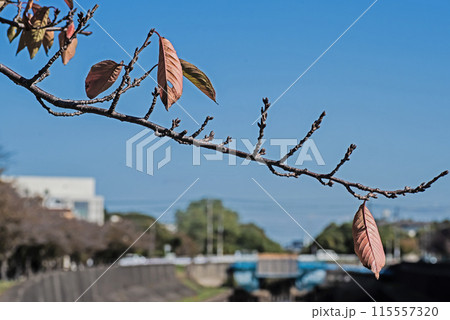 春を待つ晩秋の桜 春を待つ晩秋の桜 115557320