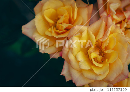 Big yellow roses on dark green background. Street garden flowers. Flower bed with yellow roses. Love and romance concept. Garden roses, close up. Rose garden in bloom. 115557399