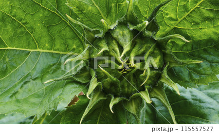 Unopened milk thistle bud close-up. 115557527