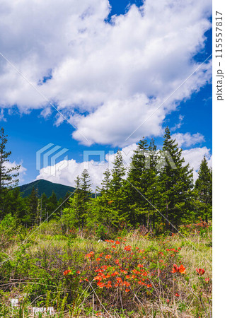 レンゲツツジが咲く乗鞍高原 115557817