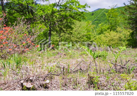初夏の乗鞍高原 115557820