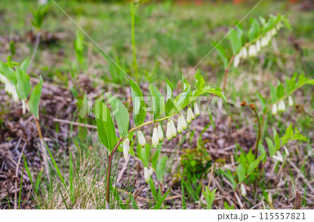 初夏の花咲くナルコユリ 初夏の花咲くナルコユリ 115557821