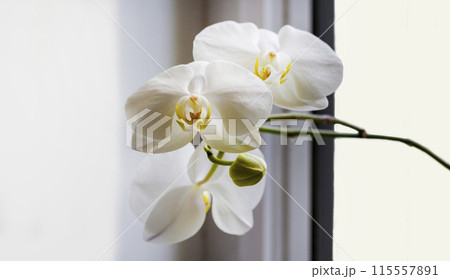 White orchid flower on a window with a beautiful background 115557891