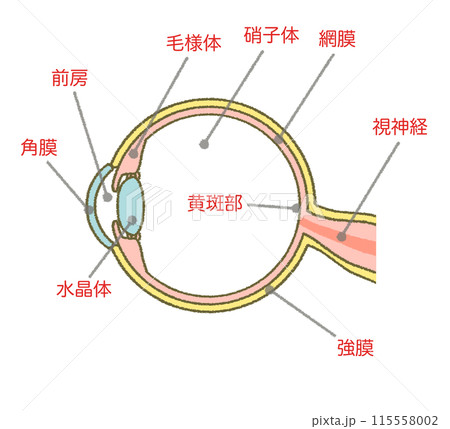 眼球の構造図 イラスト素材 図解 断面図 眼球の構造図 イラスト素材 図解 断面図 115558002