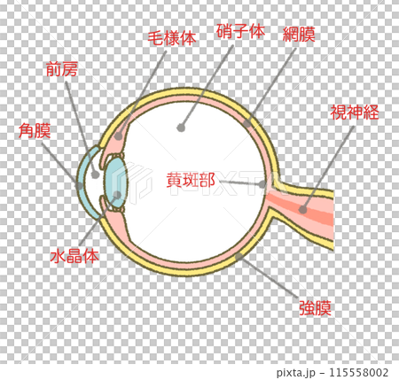 眼球の構造図 イラスト素材 図解 断面図 眼球の構造図 イラスト素材 図解 断面図 115558002