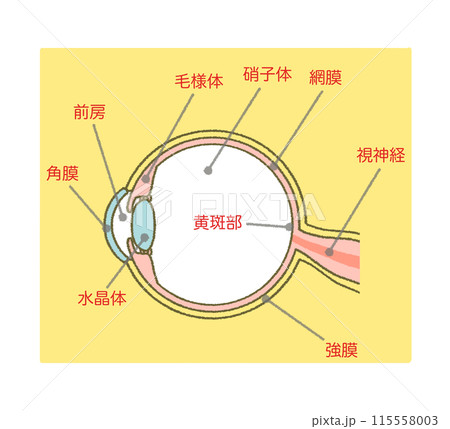 眼球の構造図 イラスト素材 図解 断面図 眼球の構造図 イラスト素材 図解 断面図 115558003