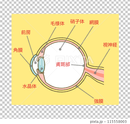 眼球の構造図 イラスト素材 図解 断面図 眼球の構造図 イラスト素材 図解 断面図 115558003