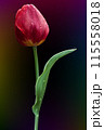 Tulip flower close-up with water drops vector 115558018