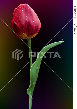 Tulip flower close-up with water drops vector 115558018