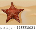 Starfish on the sand 115558021