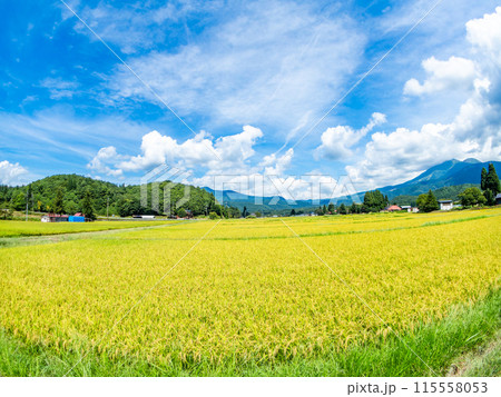 対角魚眼レンズで撮った米どころ山形の爽やかな真夏の田園風景 115558053