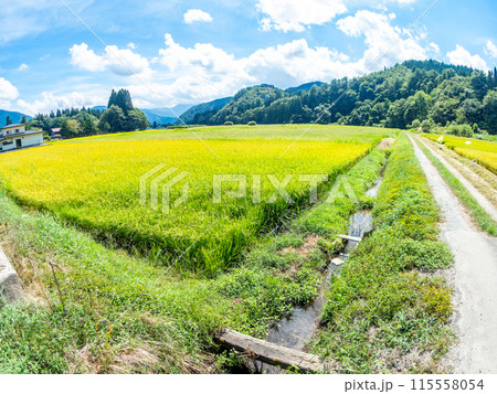 対角魚眼レンズで撮った米どころ山形の爽やかな真夏の田園風景 対角魚眼レンズで撮った米どころ山形の爽やかな真夏の田園風景 115558054