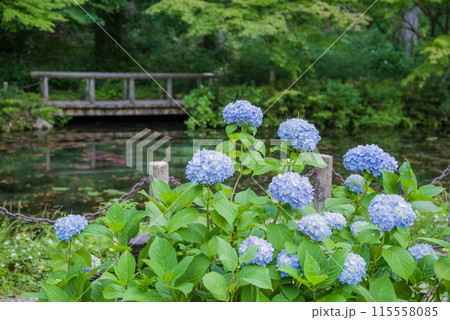 アジサイ咲く「モネの池」 115558085