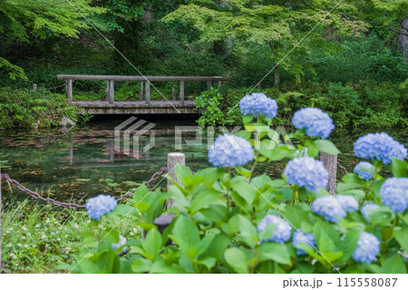 アジサイ咲く「モネの池」 115558087