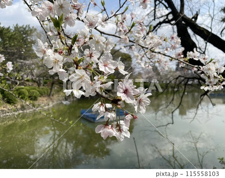 桜のある風景 115558103