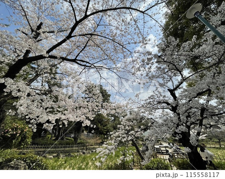 桜のある風景 桜のある風景 115558117