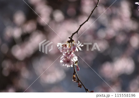 春の日差しを浴びて輝く満開の桜 春の日差しを浴びて輝く満開の桜 115558196