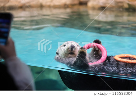 ラッコのリロちゃん 115558304