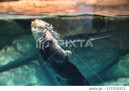 ラッコのリロちゃん ラッコのリロちゃん 115558312