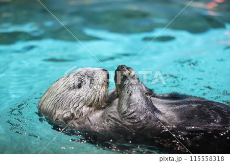 ラッコのリロちゃん 115558318