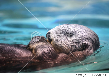 ラッコのリロちゃん 115558341