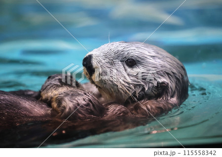 ラッコのリロちゃん ラッコのリロちゃん 115558342