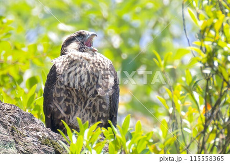 あくびをしているように見えるハヤブサ幼鳥 あくびをしているように見えるハヤブサ幼鳥 115558365