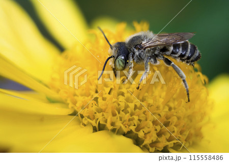 bee on a yellow flower bee on a yellow flower 115558486