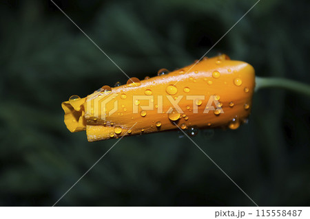 drops on a closed eschscholzia drops on a closed eschscholzia 115558487