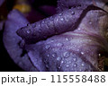 drops on iris petal 115558488