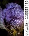 Iris with drops 115558489