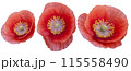 poppy flower  115558490