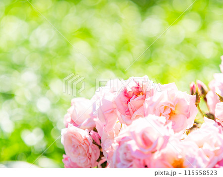 美しい初夏の景色　匂い立つような美しさの満開の春バラ 115558523