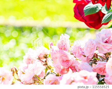 美しい初夏の景色 匂い立つような美しさの満開の春バラ 美しい初夏の景色 匂い立つような美しさの満開の春バラ 115558525