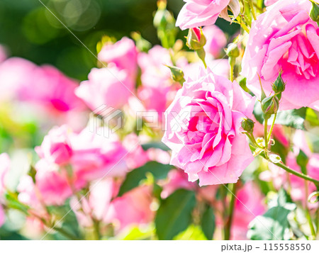 美しい初夏の景色　匂い立つような美しさの満開の春バラ 115558550