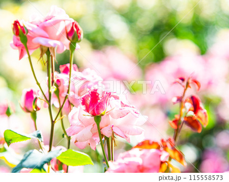 美しい初夏の景色 匂い立つような美しさの満開の春バラ 美しい初夏の景色 匂い立つような美しさの満開の春バラ 115558573