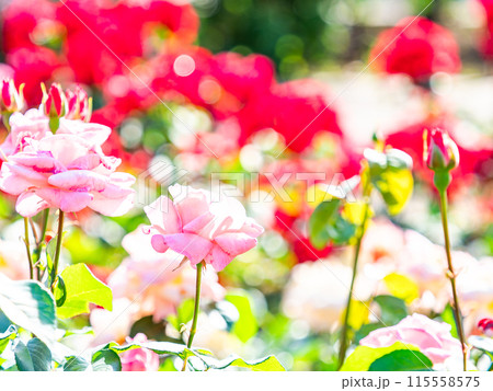 美しい初夏の景色 匂い立つような美しさの満開の春バラ 美しい初夏の景色 匂い立つような美しさの満開の春バラ 115558575