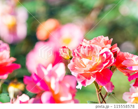 美しい初夏の景色　匂い立つような美しさの満開の春バラ 115558578