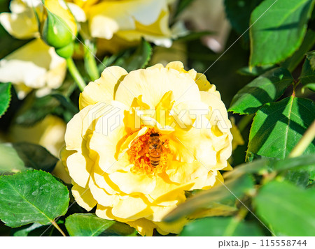 初夏の美しい景色　満開のバラの花の蜜を集めるかわいいミツバチ 115558744