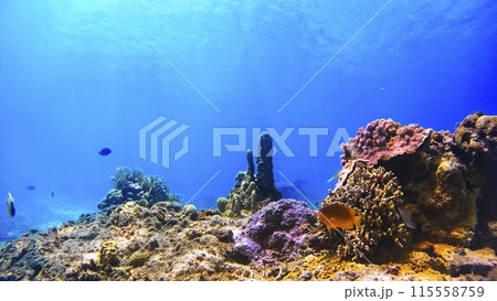 沖縄　渡嘉敷島の水中写真 115558759