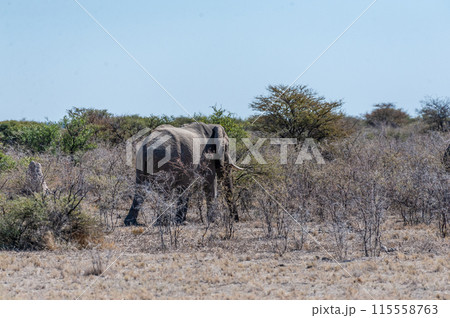 Two African Elephants walking through the Bushes Two African Elephants walking through the Bushes 115558763
