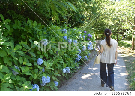 紫陽花を撮る女性 紫陽花を撮る女性 115558764